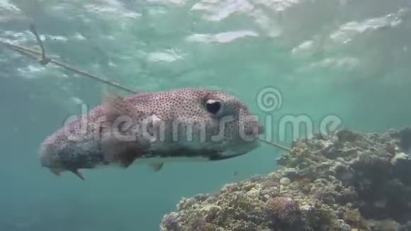热带珊瑚礁景象黄斑刺鱼游过硬珊瑚视频的预览图