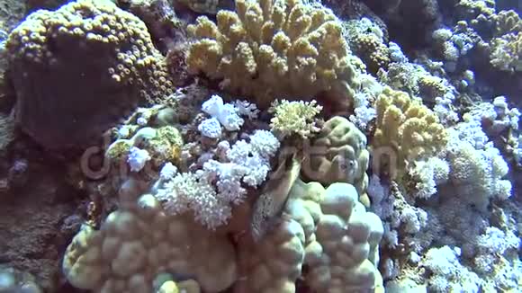 热带珊瑚礁景象硬珊瑚上有鹰嘴鱼视频的预览图