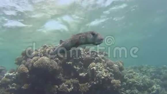 热带珊瑚礁景象黄斑刺鱼游过硬珊瑚视频的预览图