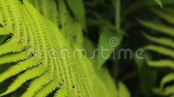 森林里的绿色蕨类植物视频的预览图