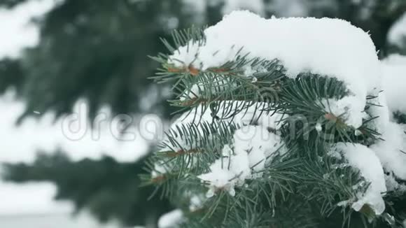 冬天松枝雪花上一枝云杉叶随水滴特写美丽的自然景观视频的预览图