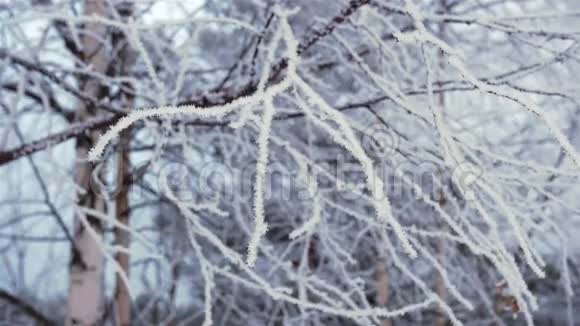 霜树视频的预览图