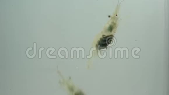 虾在泥泞的海水中游泳视频的预览图