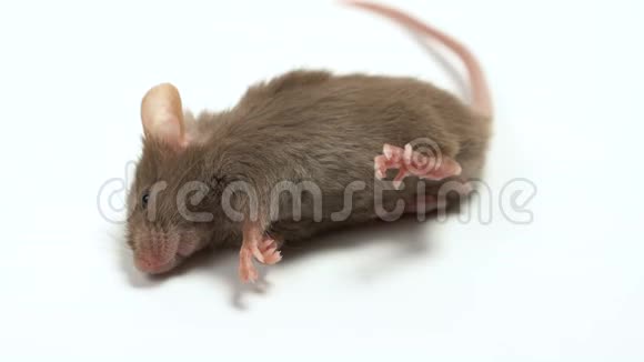 死老鼠被隔离在白色背景上老鼠在测试一种危险物质后死亡概念侧面视频的预览图
