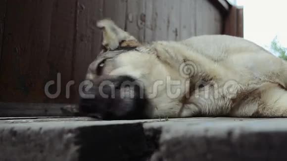 狗躺着吃食物视频的预览图