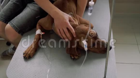 带导管的狗躺在兽医诊所视频的预览图