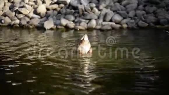 鸭子在水中涉猎它正在努力养活自己视频的预览图