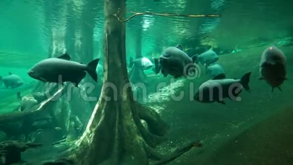 大坦巴基鱼在海洋馆游泳视频的预览图