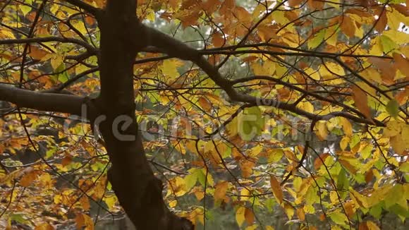 秋天美丽的树木叶子视频的预览图