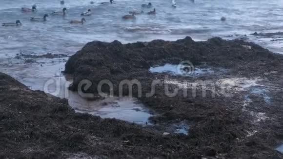 海鸟鸭子和海鸥在海里游泳日落时沙滩上的堪卡海藻视频的预览图