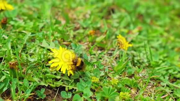 一只条纹大黄蜂在蒲公英上收集花粉视频的预览图
