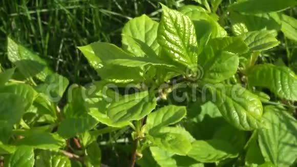 中华广玉兰蔓生的绿叶在阳光下视频的预览图