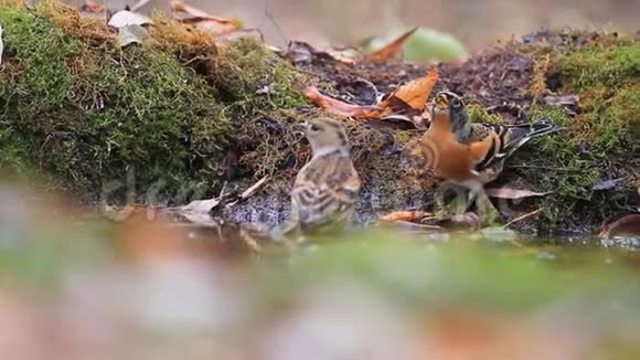 野鸟在秋天的森林里喝水视频的预览图
