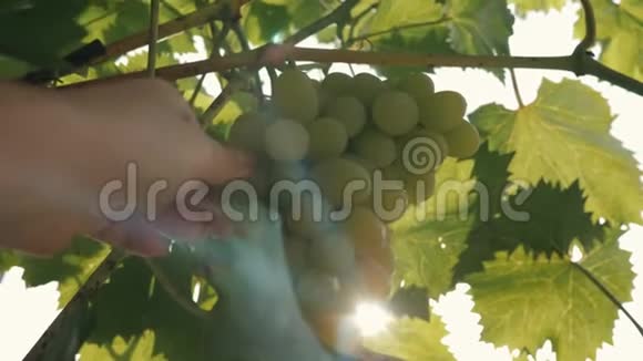 一只雌性手的特写撕下一枝绿色葡萄收获葡萄视频的预览图