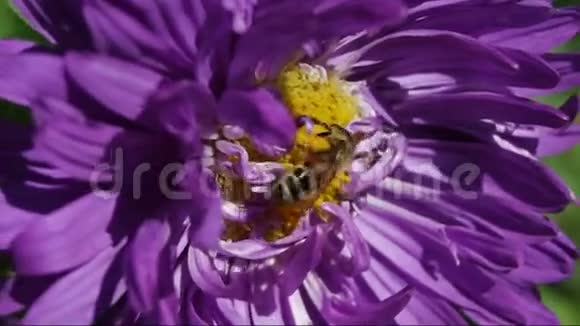 蜜蜂在一个花特写视频的预览图