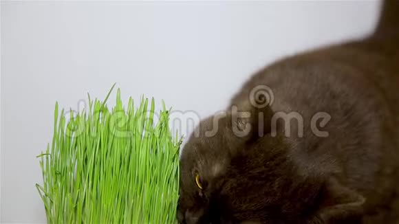英国品种的猫巧克力棕色吃草视频的预览图