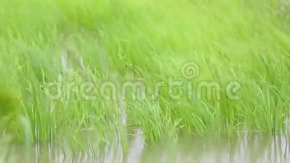 一场近距离的水稻射击视频的预览图