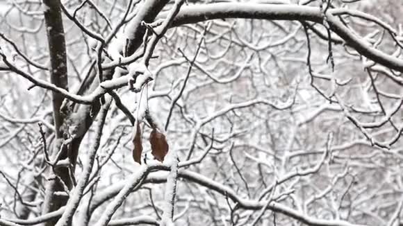 冬天两片枯叶挂在一个城市公园里一棵白雪覆盖的树的树枝上视频的预览图