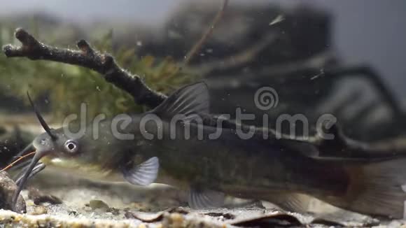 沙底欧洲生物圈养鱼类水族馆中的鲶鱼点状鲶鱼危险入侵淡水捕食者视频的预览图