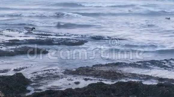 海鸟鸭子和海鸥在海里游泳日落时沙滩上的堪卡海藻视频的预览图