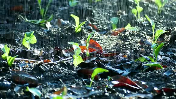 正在下的雨使蔬菜湿润视频的预览图