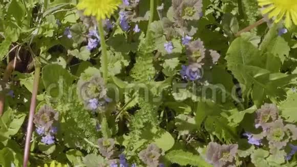 黄色蒲公英和蜜蜂在绿色草地上授粉视频的预览图