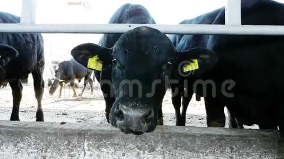 特写镜头年轻的公牛看着相机咀嚼干草苍蝇飞来飞去奶牛大黑纯种繁殖公牛视频的预览图
