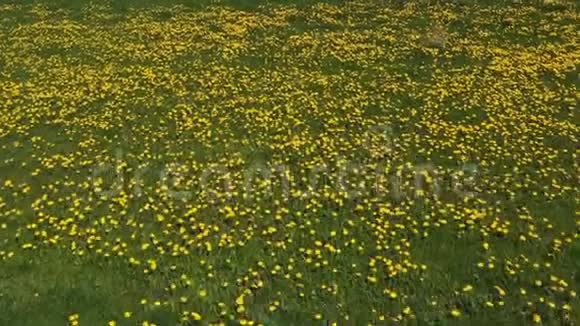 夏天的蒲公英草地视频的预览图