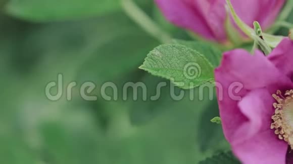 粉红色的玫瑰花玫瑰是蔷薇科的一种多年生木本开花植物属蔷薇科或花视频的预览图