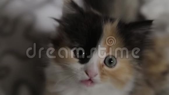 小可爱5周老彩短发小猫视频的预览图