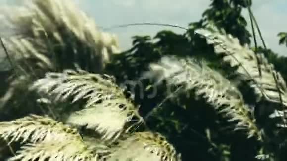 美丽的白色Kanskash草花植物Saccharum自发性在风中吹起蓝天背景许愿苏的设计视频的预览图