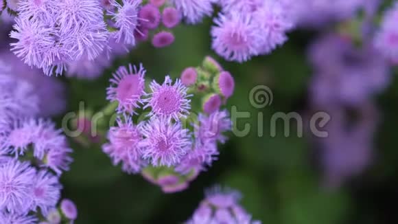 花园里盛开着美丽的紫罗兰花夏日时光慢动作3840x2160视频的预览图