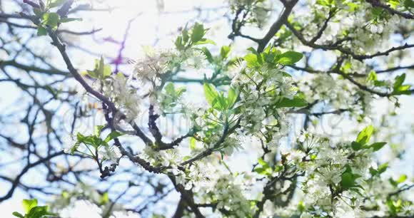 樱桃花树上开着白色的花春天的自然视频的预览图