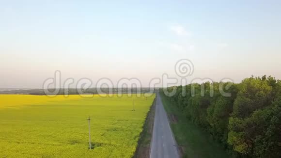 空中全景视频从一架无人机一只鸟视野到田野带着明亮的黄色开花植物油菜籽和视频的预览图