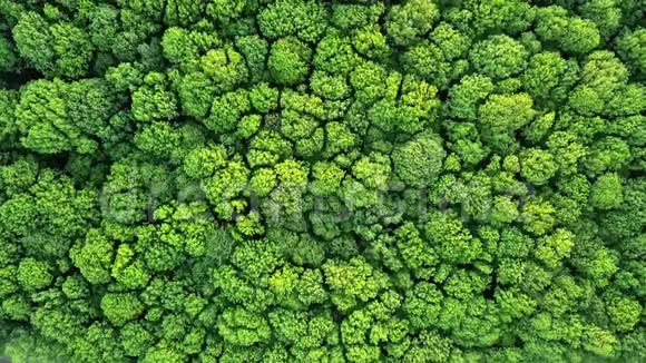空中全景视频从无人机在4K一只鸟的眼睛森林与绿色的树木和灌木全景缓慢视频的预览图