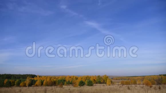秋天的森林在蓝天的背景上有小卷云时光流逝绿色松树与黄色接壤视频的预览图