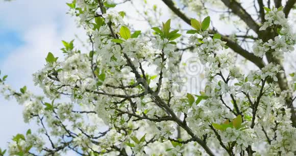 樱桃花树上开着白色的花春天的自然视频的预览图