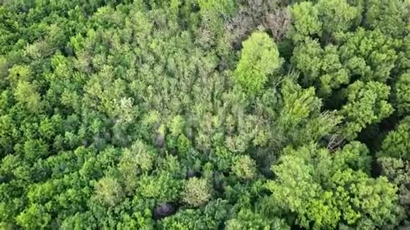 从无人机拍摄的空中全景视频鸟瞰森林各种年龄和高度的绿色植物视频的预览图