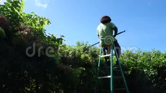 在热带地区工作的园丁视频的预览图