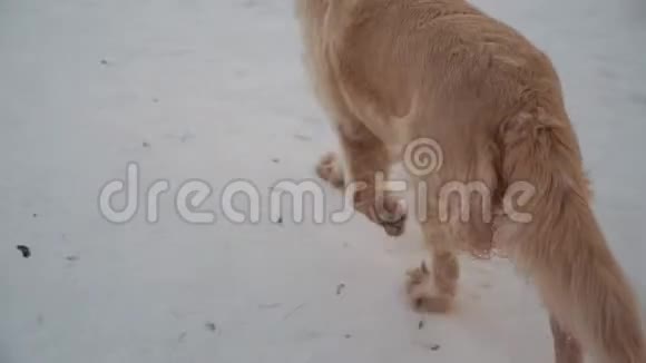 大自然中的宠物一只美丽的金毛猎犬在白雪覆盖的森林中行走视频的预览图