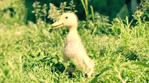 草地上的小黄鹅视频的预览图