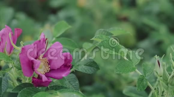 粉红色的玫瑰花玫瑰是蔷薇科的一种多年生木本开花植物属蔷薇科或花视频的预览图