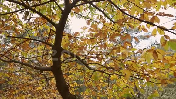 秋天美丽的树木叶子视频的预览图