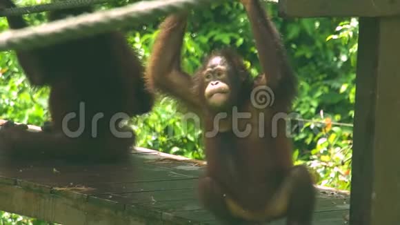 小猩猩在游乐场视频的预览图