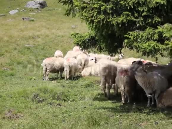 山里的羊视频的预览图