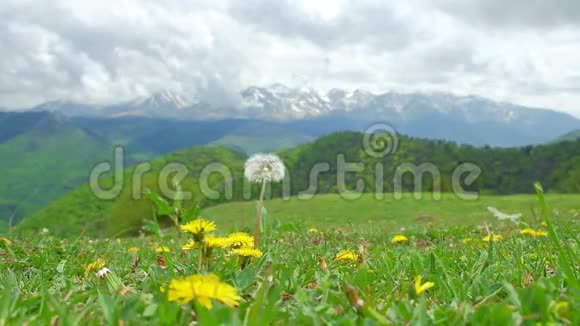 高山草甸上的花朵在阳光下被风吹动视频的预览图