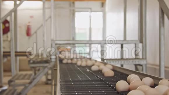大型养鸡场传送带上的鸡蛋视频的预览图