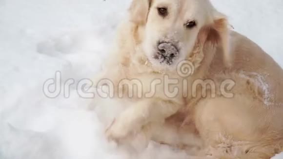 大自然中的宠物一只美丽的金毛猎犬在白雪覆盖的森林中行走视频的预览图