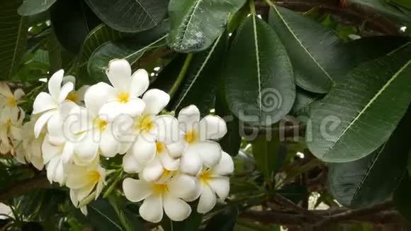 许多奇异的白花绿树上盛开的FrangipaniPlumeriaLeelawadee白色热带花卉自然视频的预览图