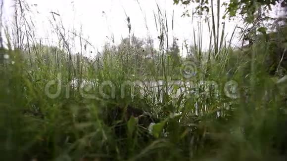 湖后面的草地视频的预览图